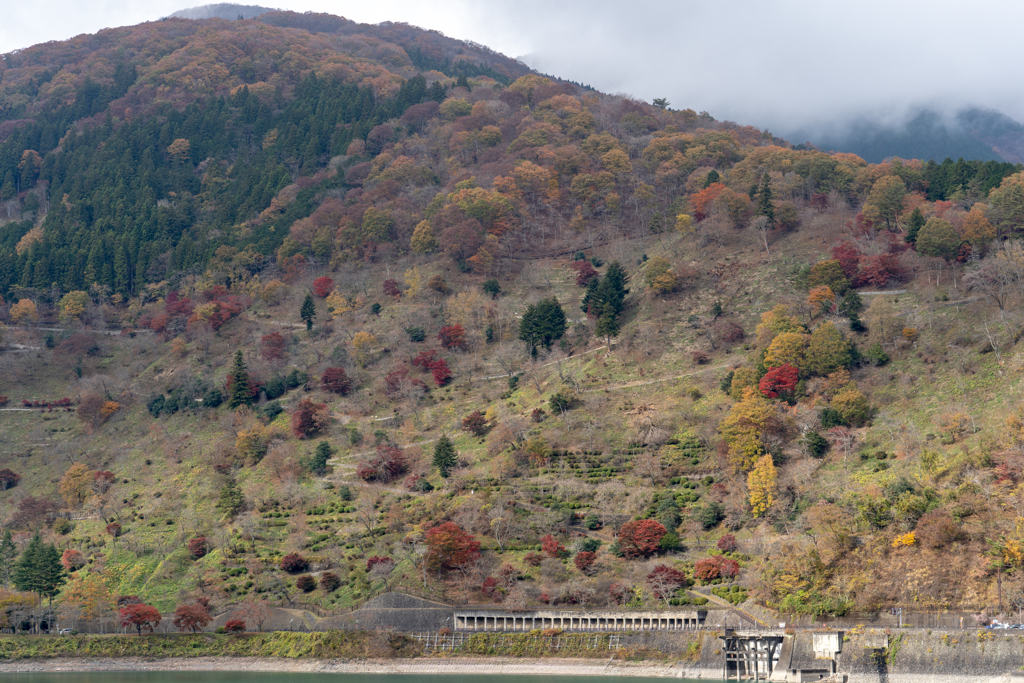 寂しい紅葉