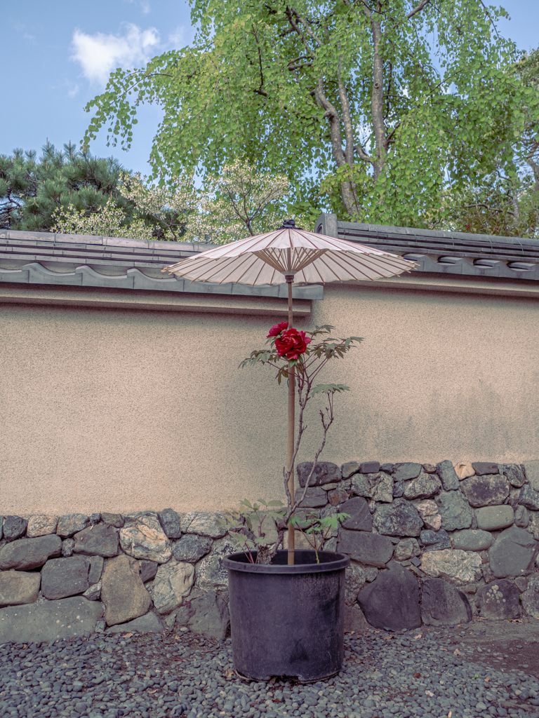 peony