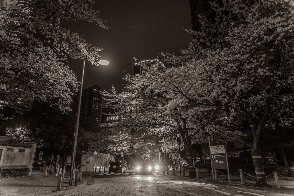 Full bloom at night