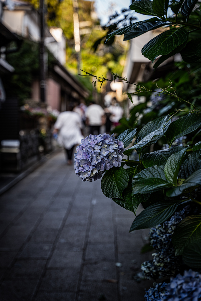 Hydrangea