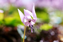 カタクリの花
