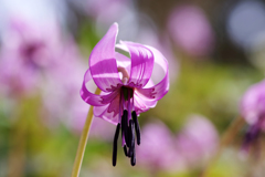 カタクリの花