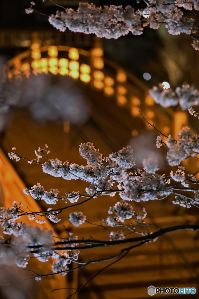 夜桜