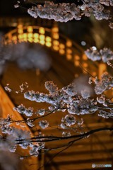 夜桜