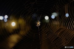 spider in the brain