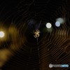 spider in the brain