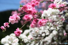 pink×white
