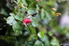 Rose Bud