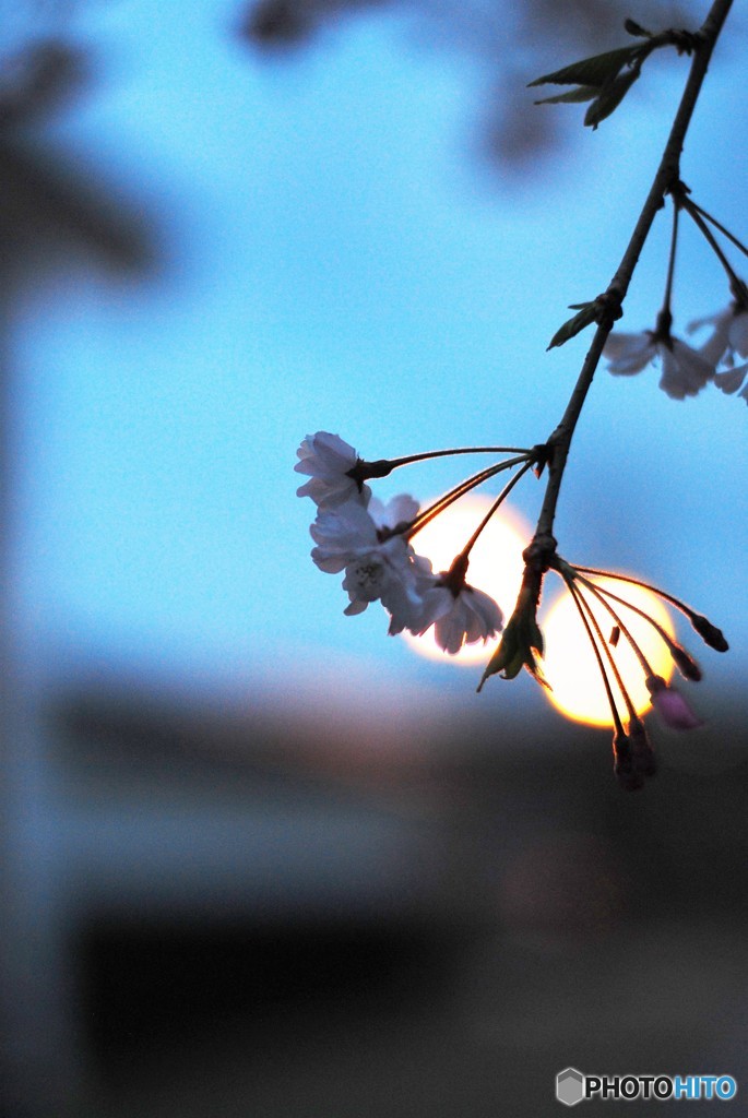 a light in the cherry