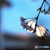 a light in the cherry