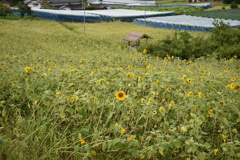 高梁のひまわり