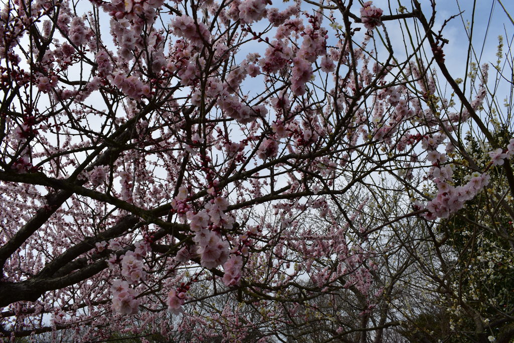 DSC_0046