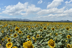 平成最後の夏