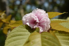 今年最後の桜