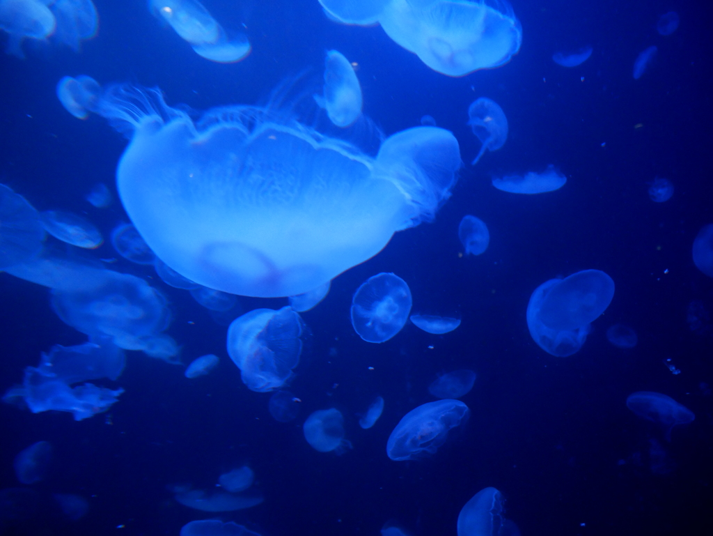 加茂水族館