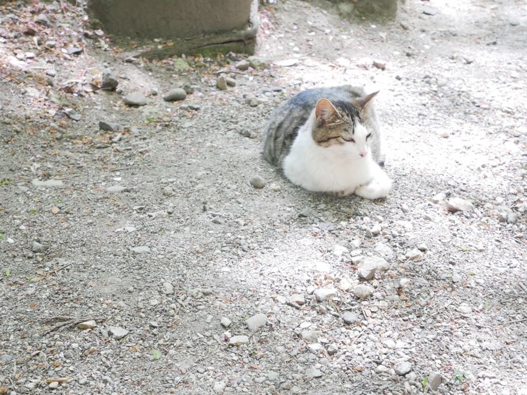 眠そうな猫