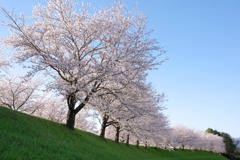 大榑川の桜