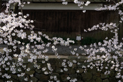 八幡堀の桜