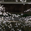 八幡堀の桜