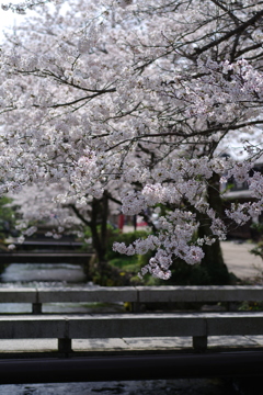 滋賀県醒ヶ井　地蔵川の桜