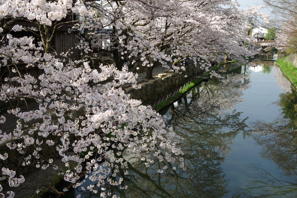 八幡堀の桜