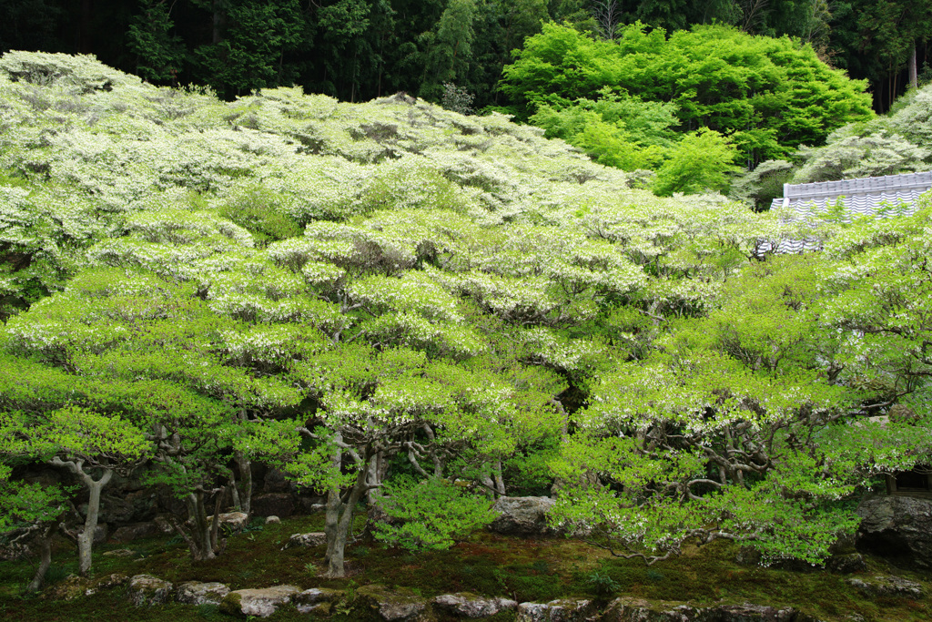 大龍寺のどうだんつつじ