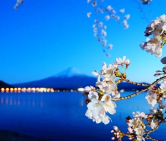 桜ライトアップ(*^ω^)