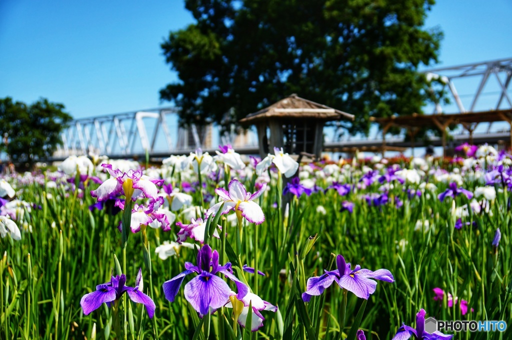 小岩菖蒲園♪