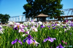 小岩菖蒲園♪