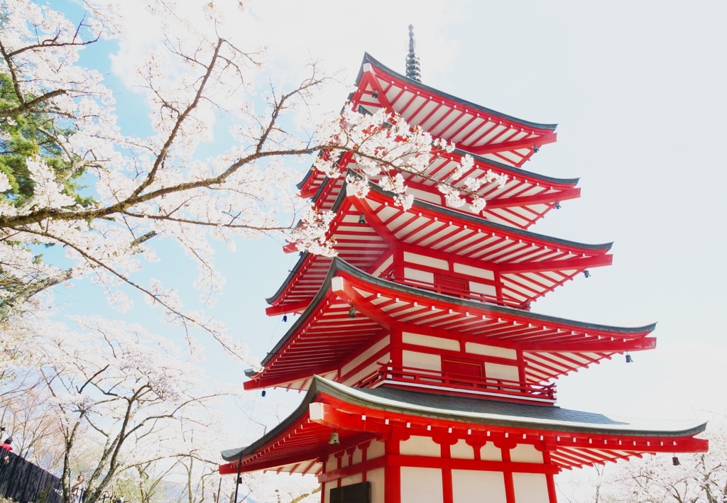 桜と五重塔♪(*⌒∇⌒*)