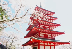 桜と五重塔♪(*⌒∇⌒*)