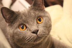 猫可愛すぎ問題
