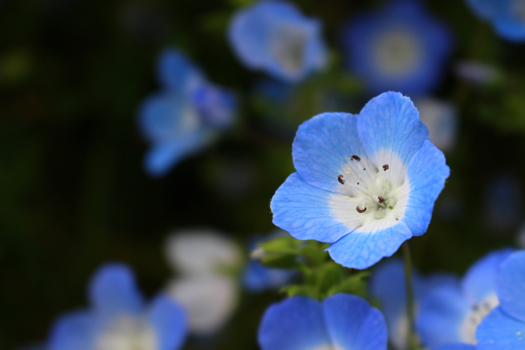お花