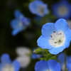 お花