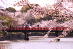お花見！