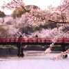 お花見！