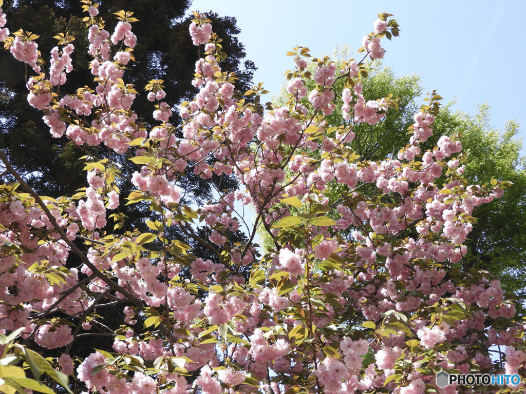 八幡宮の八重桜