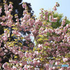 八幡宮の八重桜