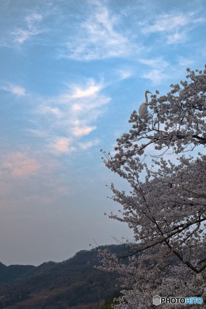 浄土庭園と白鷺（桜）