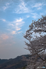 浄土庭園と白鷺（桜）