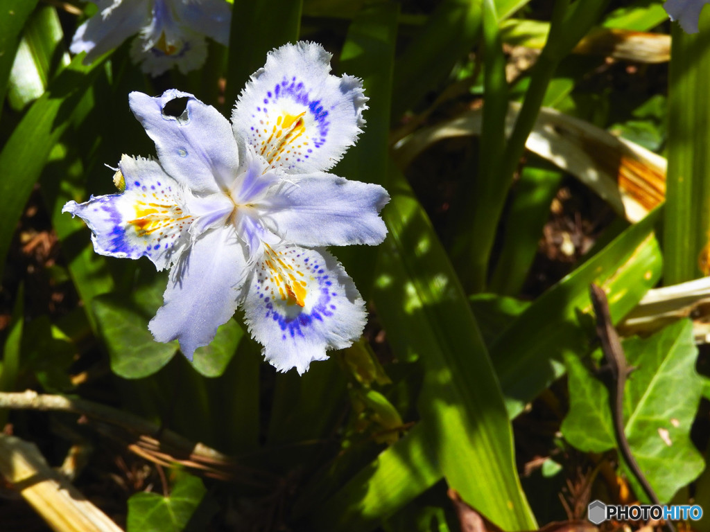 シャガの花