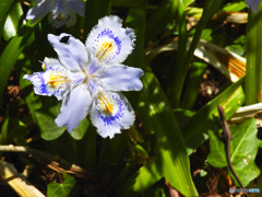 シャガの花