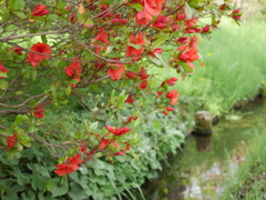 水辺の花