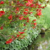 水辺の花
