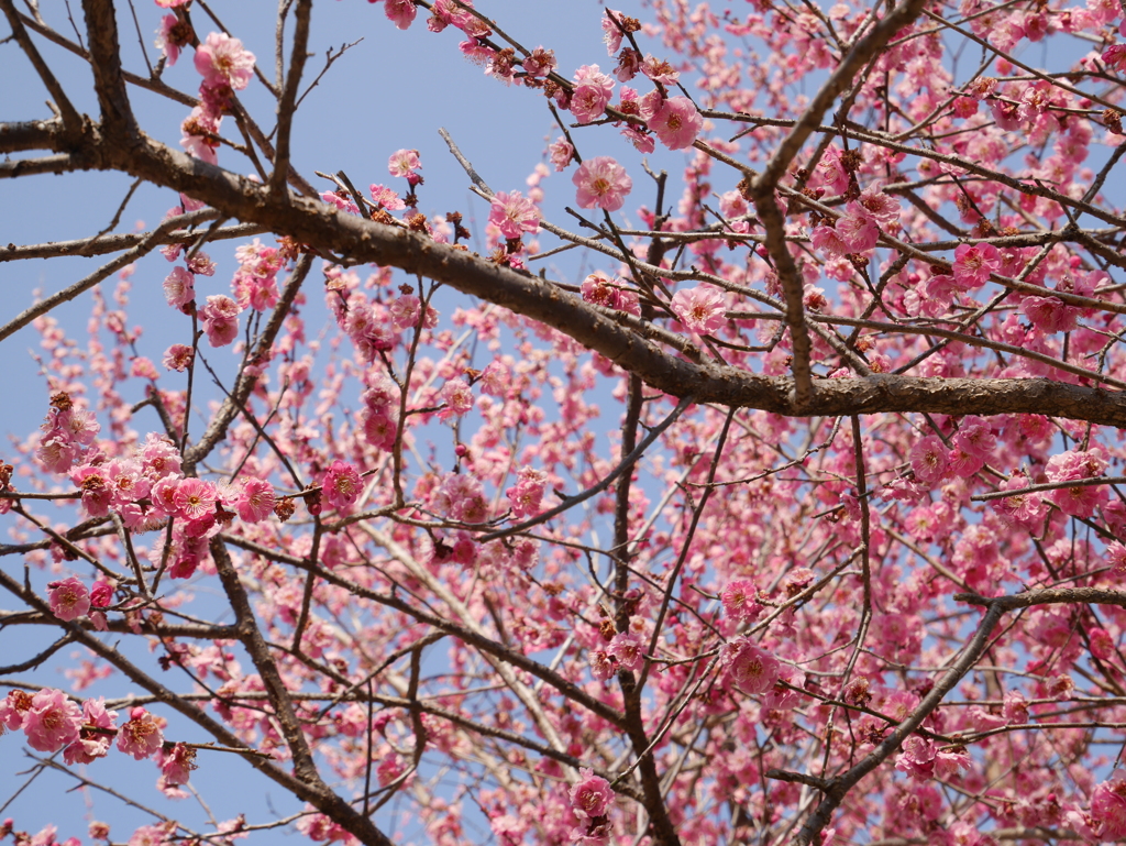 梅の花と青空