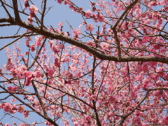 梅の花と青空