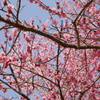 梅の花と青空