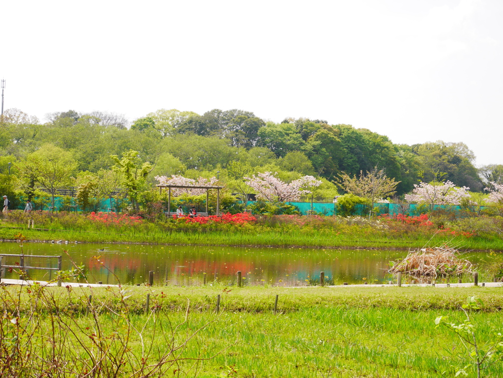 対岸にはつつじ