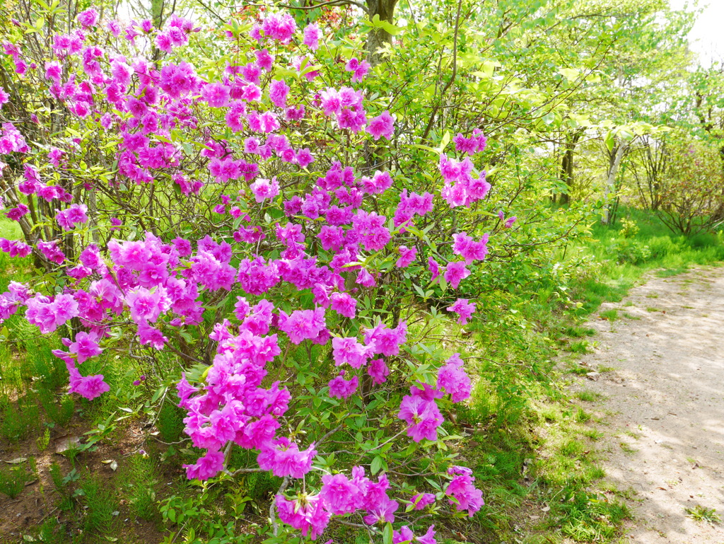 花のある道