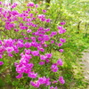 花のある道